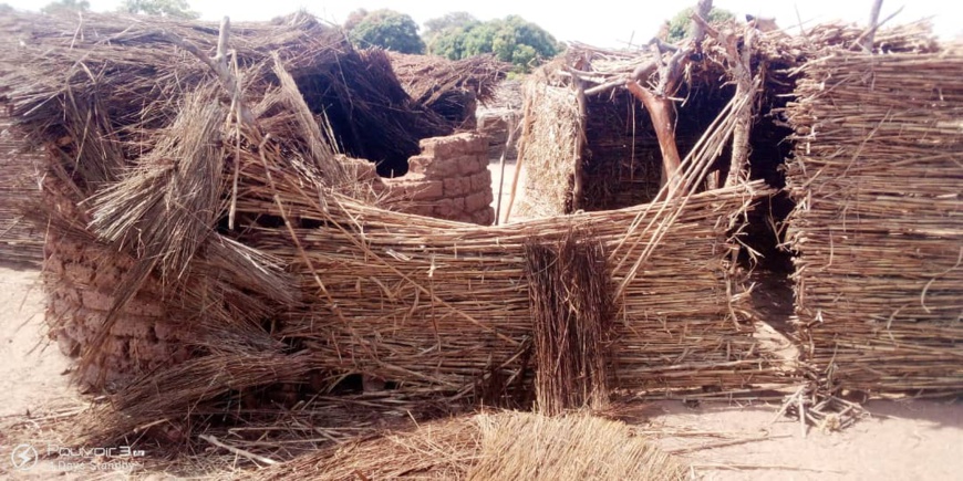 Tchad : les éléphants envahissent la sous-préfecture de Dogou, la population lance un SOS Tchad : les éléphants envahissent la sous-préfecture de Dogou, la population lance un SOS