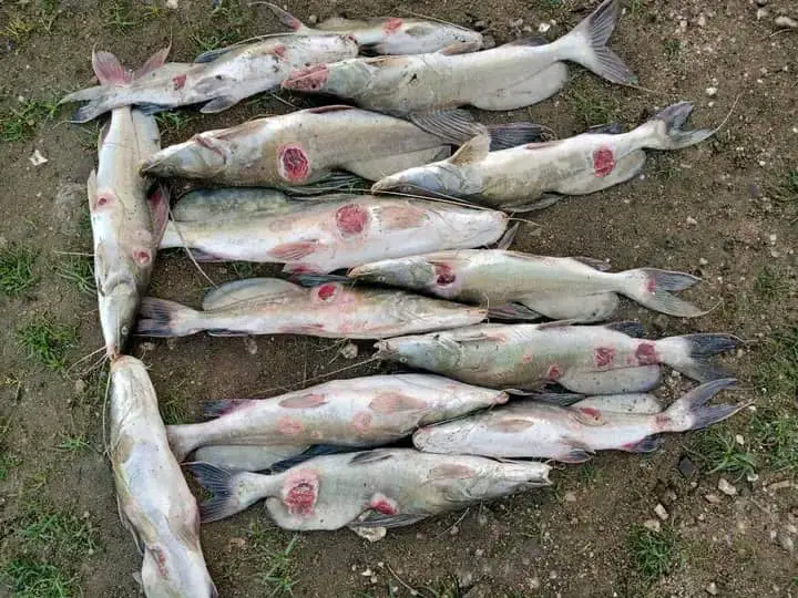 Tchad : menace de disparition des poissons sans écailles dans le lac Léré ?