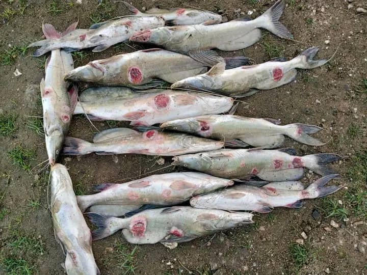 Tchad : menace de disparition des poissons sans écailles dans le lac Léré ? Tchad : menace de disparition des poissons sans écailles dans le lac Léré ?