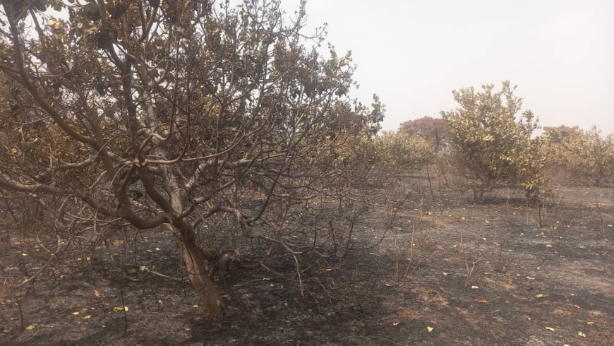 Tchad : incendie dévastateur dans un verger d'anacardiers fruitiers à Loukti Tchad : incendie dévastateur dans un verger d'anacardiers fruitiers à Loukti