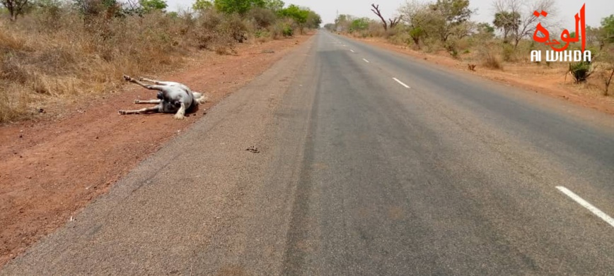 Sécurité routière au Tchad : une urgence à prendre en compte Sécurité routière au Tchad : une urgence à prendre en compte