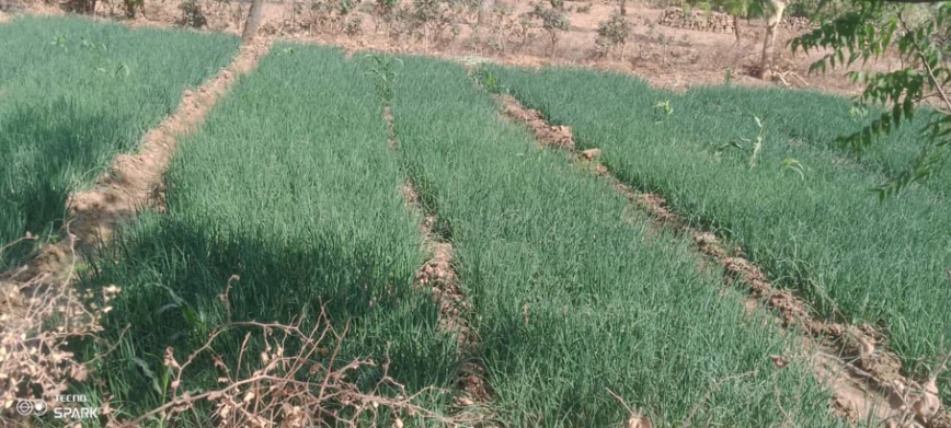 Tchad : la culture de l'oignon, une source de survie pour les habitants de Léré Tchad : la culture de l'oignon, une source de survie pour les habitants de Léré