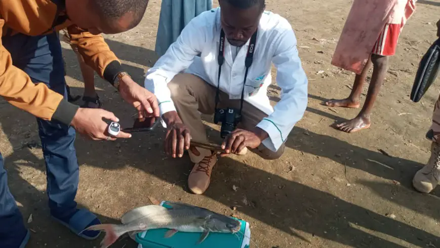 Tchad : investigation du ministère de l'Environnement après les allégations d'empoissonnement de poissons