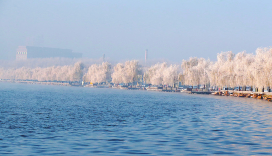 Photo taken on Nov. 15 shows rime rice along the Yitong River in Changchun, northeast China's Jilin province. (Photo from Changchun Evening News)