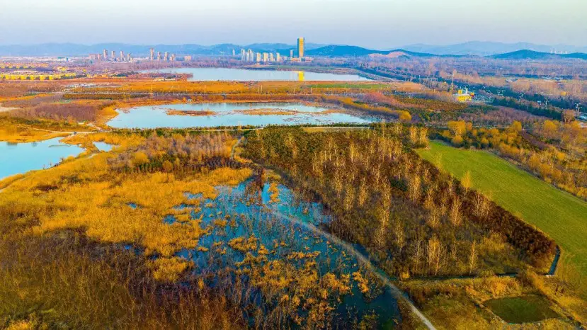Photo taken on Jan. 30, 2023 shows a wetland park in Huaibei, east China's Anhui province. (Photo by Wang Wen/People's Daily Online)