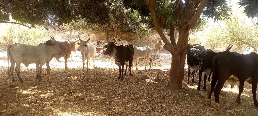 Tchad : la gendarmerie de Kelo démantèle un réseau de voleurs de bétail