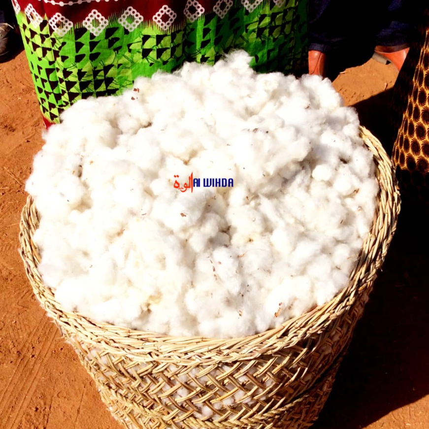 Tchad : inauguration d’une usine de délintage et pose de pierre d'une usine d’égrenage à Gounou Gaya Tchad : inauguration d’une usine de délintage et pose de pierre d'une usine d’égrenage à Gounou Gaya