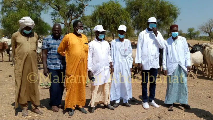 Tchad : vaccination contre la péripneumonie contagieuse bovine et la peste des petits ruminants au Salamat