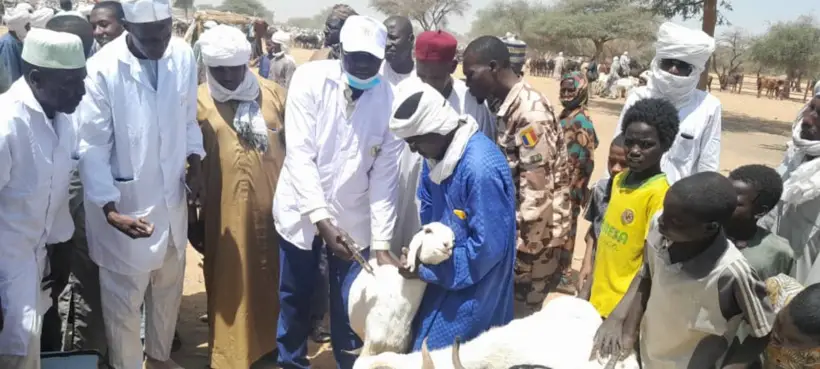 Tchad : campagne de vaccination contre les maladies animales au Batha