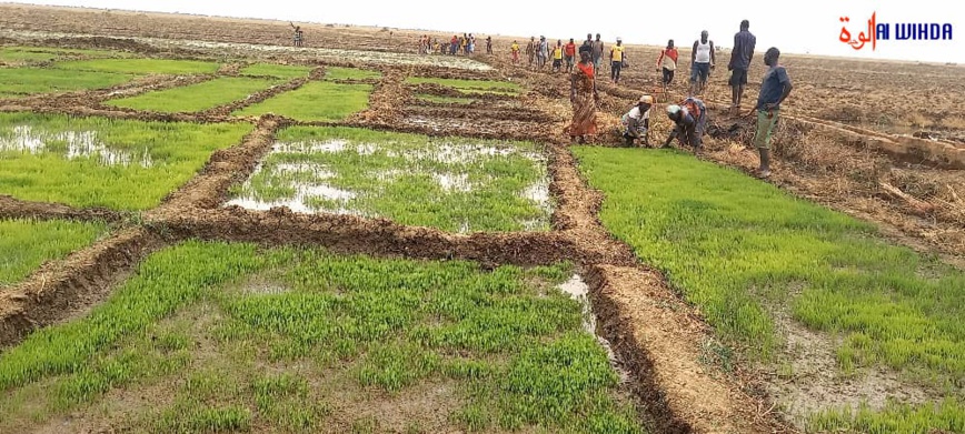 Tchad : un groupement villageois lutte pour l'autosuffisance alimentaire en pratiquant la culture de contre-saison Tchad : un groupement villageois lutte pour l'autosuffisance alimentaire en pratiquant la culture de contre-saison