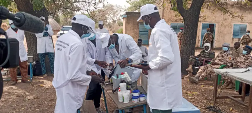 Tchad : une campagne de vaccination du bétail lancée dans la Tandjilé