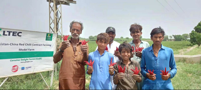 Farmers celebrate chili harvest in Pakpattan, Pakistan. (Photo courtesy of the publicity department of the Communist Party of China Pidu district committee in Chengdu, southwest China's Sichuan province) Farmers celebrate chili harvest in Pakpattan, Pakistan. (Photo courtesy of the publicity department of the Communist Party of China Pidu district committee in Chengdu, southwest China's Sichuan province)