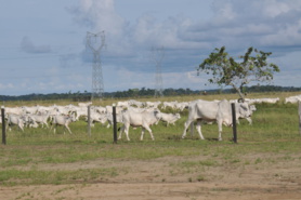 Congo-Sénégal : Macky Sall apprécie l’expérience agropastorale de Sassou N’Guesso Congo-Sénégal : Macky Sall apprécie l’expérience agropastorale de Sassou N’Guesso