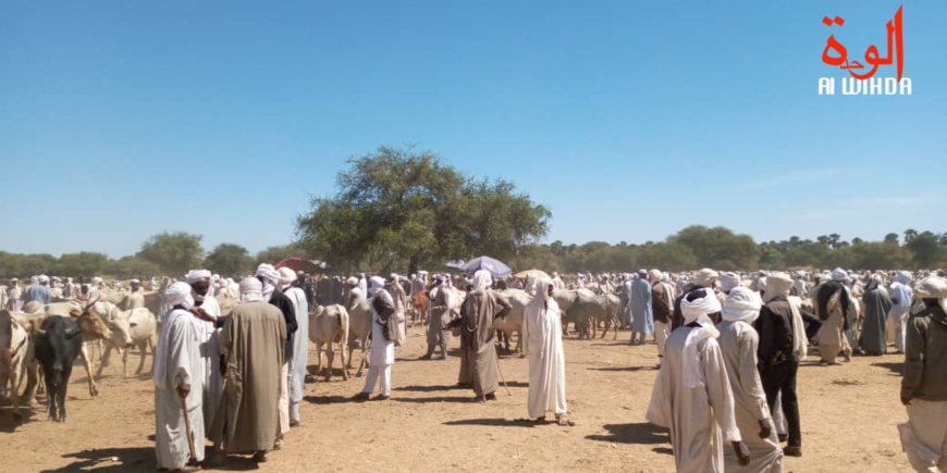 Un marché à bétail au Tchad. Illustration © Alwihda Info/archives Un marché à bétail au Tchad. Illustration © Alwihda Info/archives