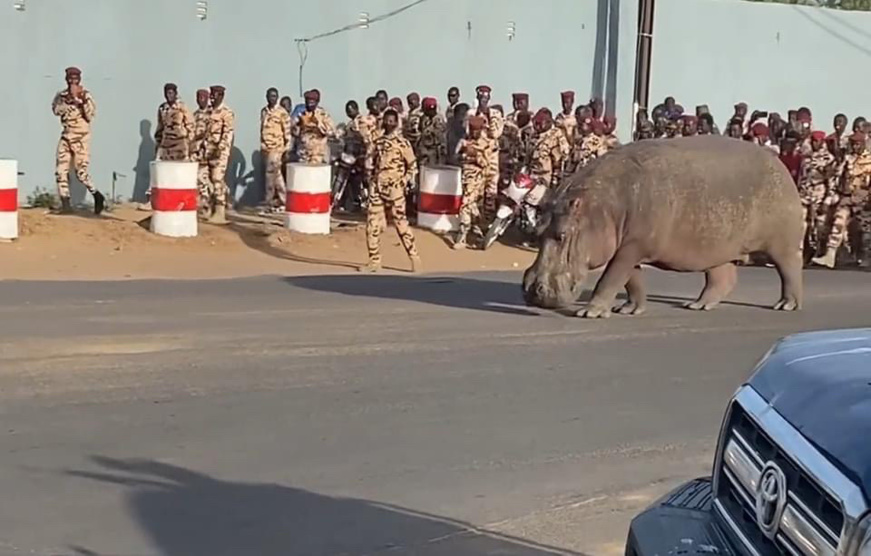 N'Djamena : un hippopotame en vadrouille, escorté par la gendarmerie et les pompiers. © N'DjamenaActu