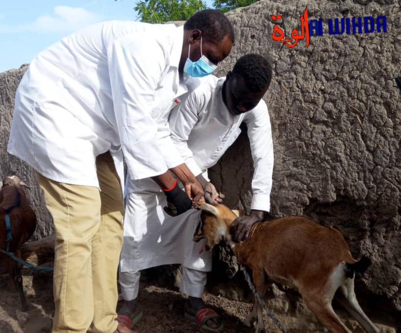 Tchad : campagne de sensibilisation de proximité pour la vaccination en masse des animaux Tchad : campagne de sensibilisation de proximité pour la vaccination en masse des animaux