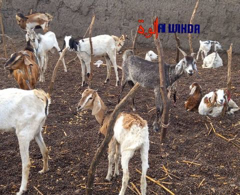 Tchad : campagne de sensibilisation de proximité pour la vaccination en masse des animaux Tchad : campagne de sensibilisation de proximité pour la vaccination en masse des animaux