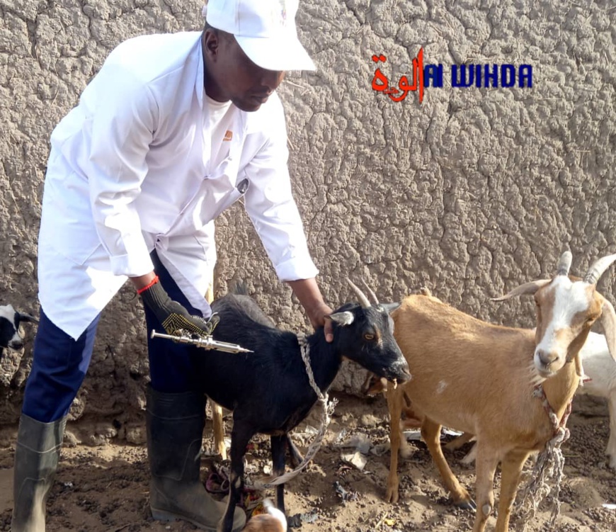 Tchad : une large campagne de sensibilisation sur l'élevage dans les 8 provinces du Centre et de l'Ouest Tchad : une large campagne de sensibilisation sur l'élevage dans les 8 provinces du Centre et de l'Ouest