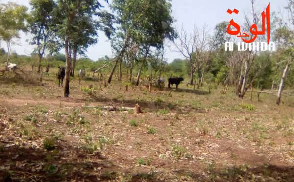 Tchad : deux paysans enlevés contre rançon à Lamé Tchad : deux paysans enlevés contre rançon à Lamé