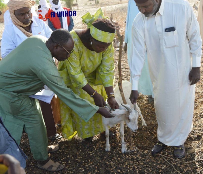 Tchad : une délégation ministérielle mène une campagne de vaccination et de marquage des animaux au Lac Tchad : une délégation ministérielle mène une campagne de vaccination et de marquage des animaux au Lac