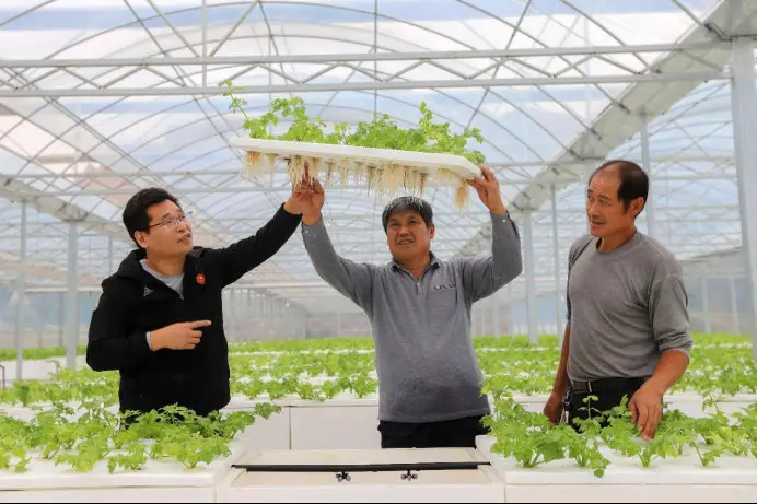 Agricultural technicians check the growth of vegetables grown with the aeroponics technology in Huangling village, Dacun township, Qingdao, east China's Shandong province. (Photo by Han Jiajun/People's Daily Online)