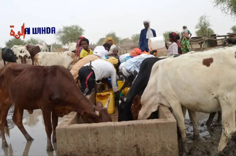 Tchad : “le Batha est une zone d'élevage par excellence”
