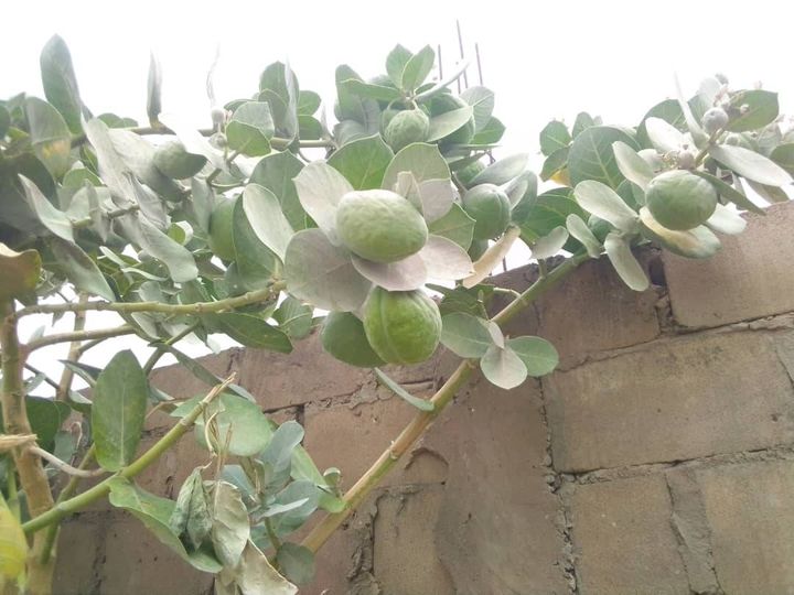 Tchad : la pomme de Sodome, une plante aux multiples secrets