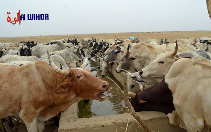 Tchad : vaccination des animaux contre la propagation des maladies notamment chez les humains