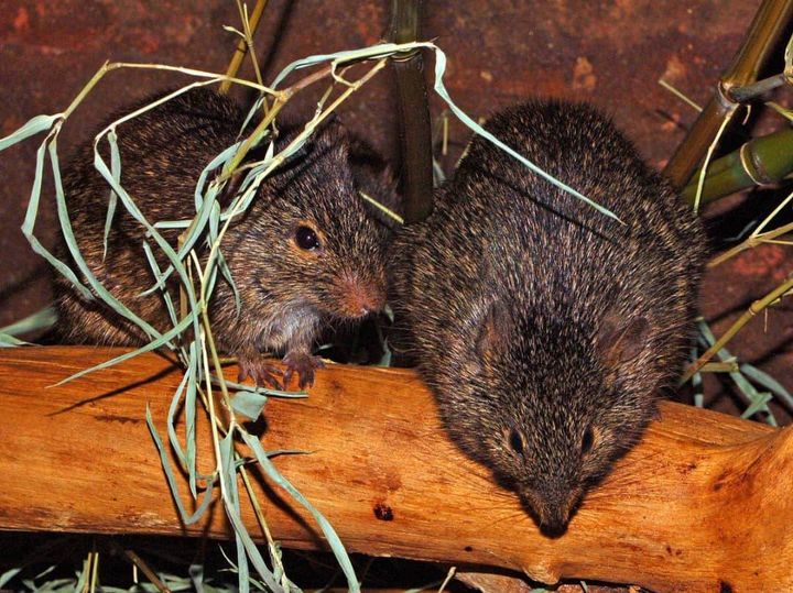 Tchad : il chasse les rats et les reptiles à l’aide d’un poste radio et d'une moustiquaire