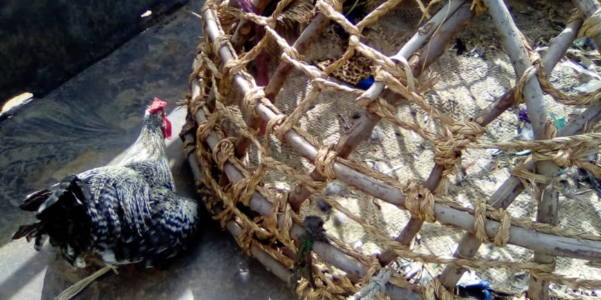 Tchad : il étrangle un enfant à cause d’un gésier de poulet à Kelo Tchad : il étrangle un enfant à cause d’un gésier de poulet à Kelo