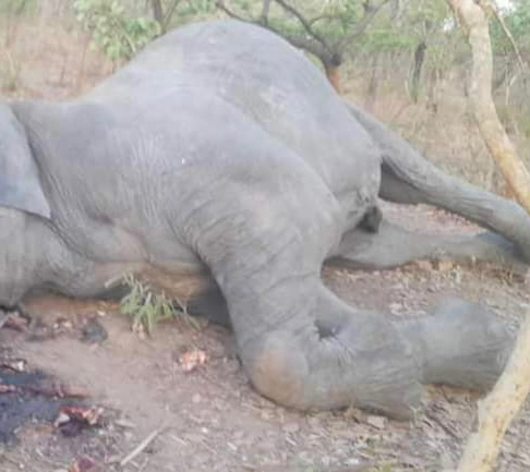 Braconnage des éléphants au Tchad : SOS Éléphants appelle à une action ferme de l'Etat Braconnage des éléphants au Tchad : SOS Éléphants appelle à une action ferme de l'Etat