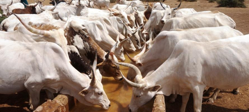 Tchad : comment ARISE IIP entend faire de la filière viande le fer de lance de l’industrialisation