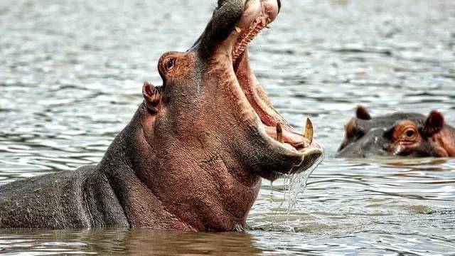 Tchad : un pasteur de l'Eglise Pentecôte tué par un hippopotame à Tenga