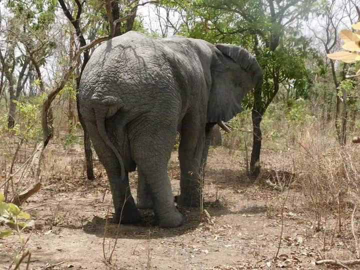 Tchad : un pachyderme tue un jeune garçon au Mayo Kebbi Ouest Tchad : un pachyderme tue un jeune garçon au Mayo Kebbi Ouest