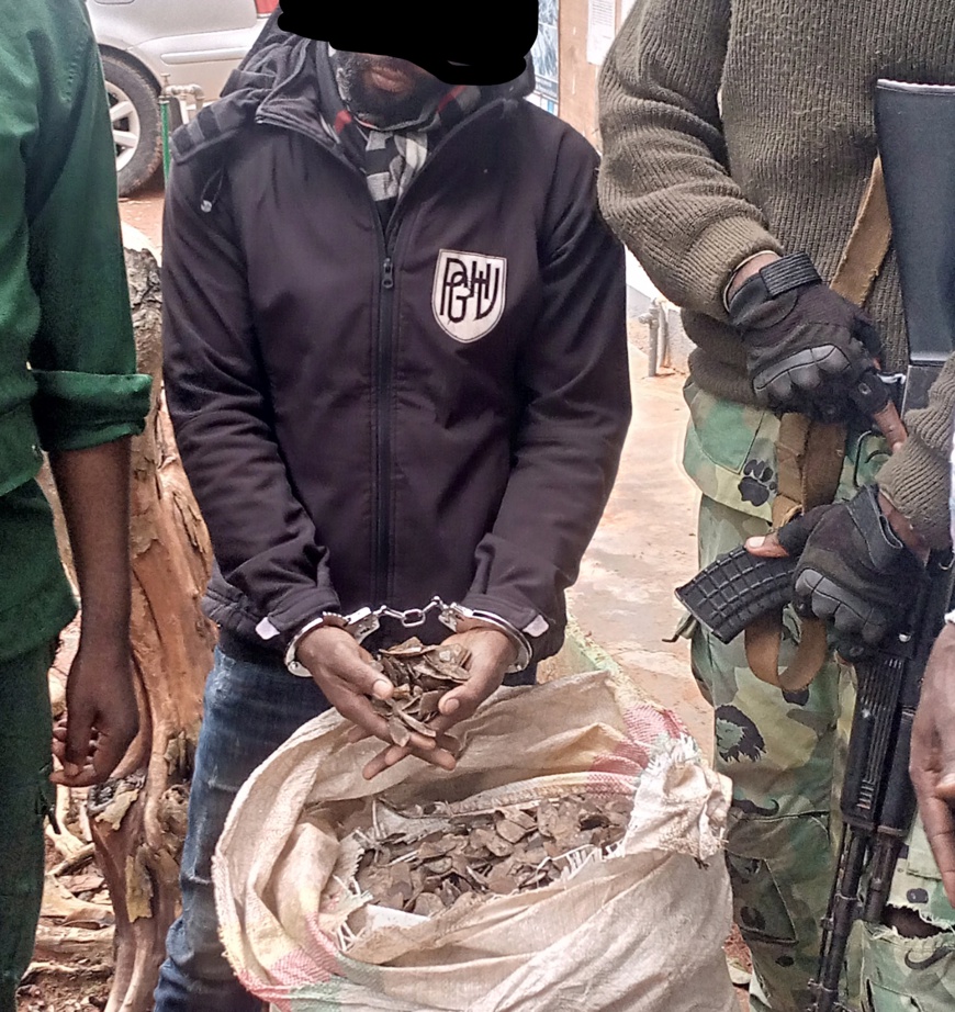 Cameroun : un homme arrêté avec 45 kg d'écailles de pangolin à Bertoua Cameroun : un homme arrêté avec 45 kg d'écailles de pangolin à Bertoua