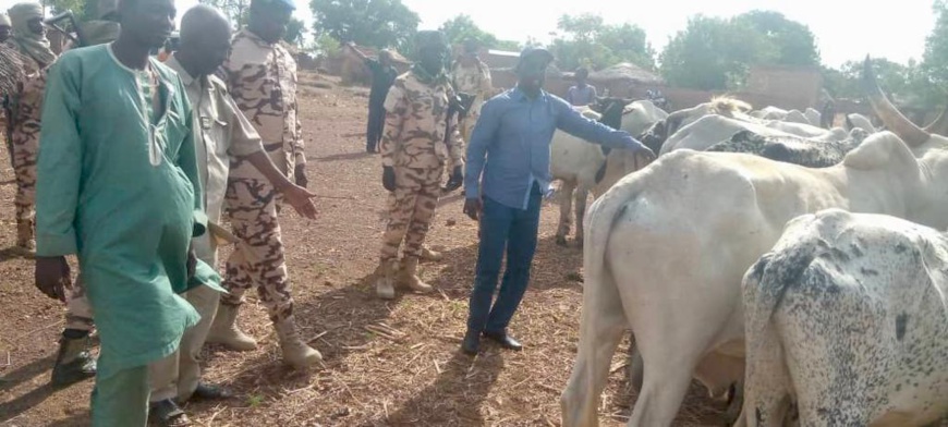 Tchad : 16 bœufs volés saisis grâce aux forces de l’ordre à Pala Tchad : 16 bœufs volés saisis grâce aux forces de l’ordre à Pala
