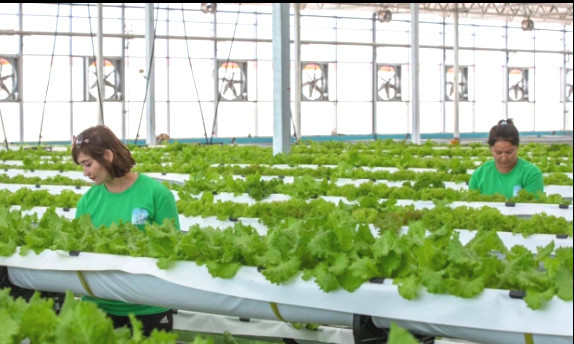 Workers check the growth of vegetables cultivated with soilless technique in a greenhouse in a facility agriculture base in Ahu township, Artux, northwest China's Xinjiang Uygur autonomous region. (Photo by Zhai Ruzeng)