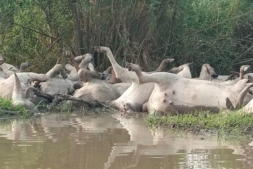 Tchad : mission ministérielle après la mort par noyade d’une centaine de bœufs au Lac. © DR