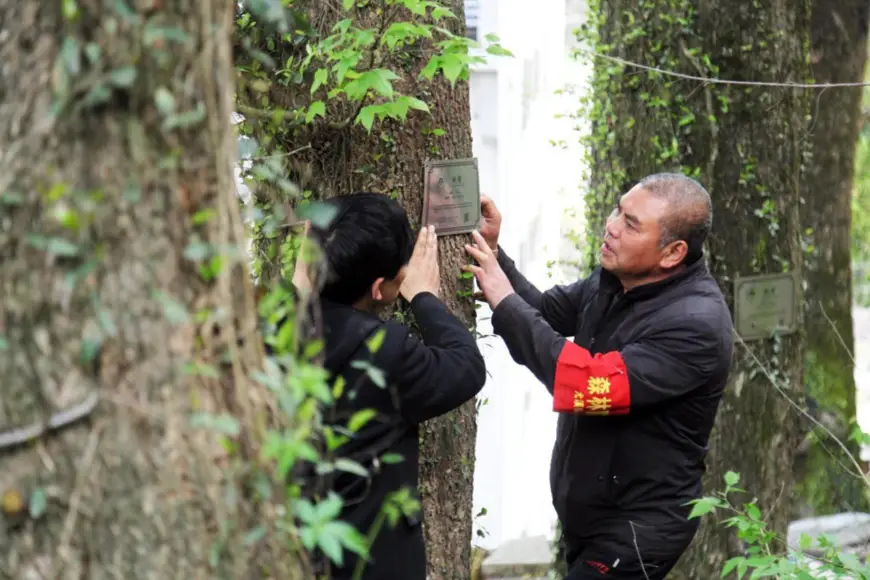 "ID cards" are hung on ancient trees in Hongfeng village, Youxi township, Linhai, east China's Zhejiang province. (Photo by Jiang Youqing/People's Daily Online)