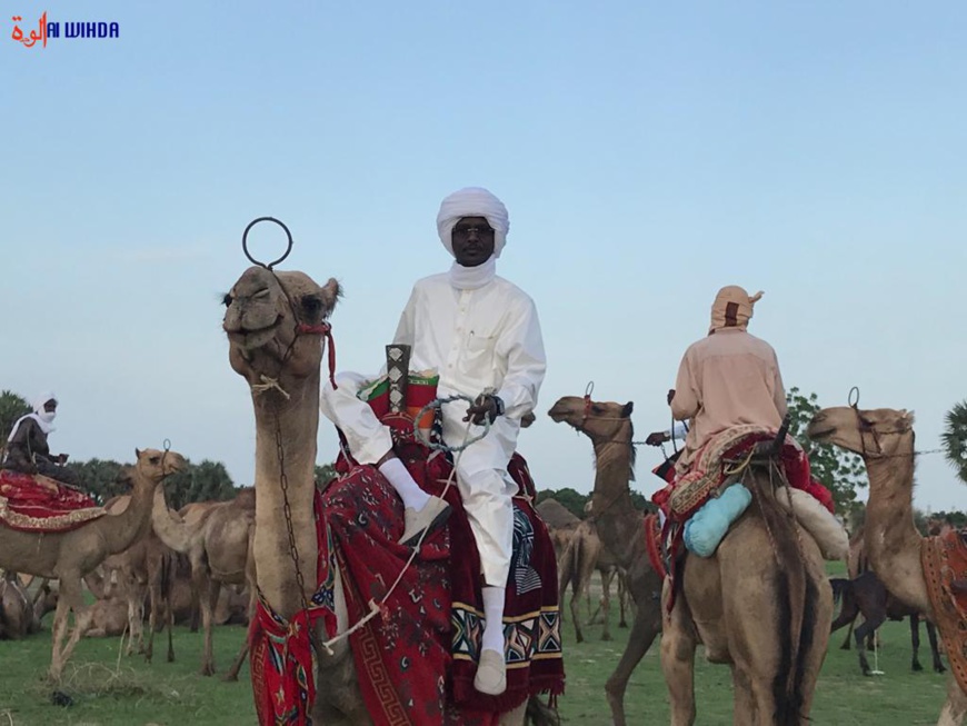 Le Tchad met à l'honneur le dromadaire lors de sa Journée Internationale dédiée