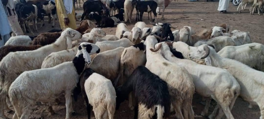 Tchad : Aïd al-Adha à Bol, des préparatifs en plein essor Tchad : Aïd al-Adha à Bol, des préparatifs en plein essor