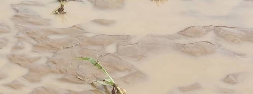 Tchad : une femme retrouvée noyée dans le Barh Azoum à Koukou-Angarana Tchad : une femme retrouvée noyée dans le Barh Azoum à Koukou-Angarana