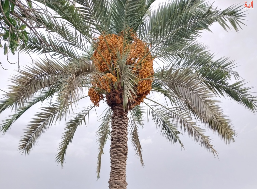 La valorisation du palmier dattier négligée au Tchad : une opportunité manquée La valorisation du palmier dattier négligée au Tchad : une opportunité manquée