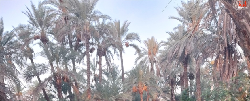 La valorisation du palmier dattier négligée au Tchad : une opportunité manquée La valorisation du palmier dattier négligée au Tchad : une opportunité manquée