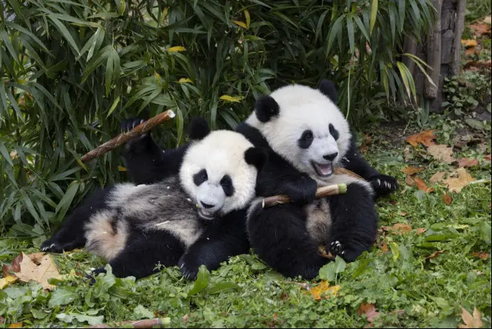 Giant pandas are playing at the Shenshuping giant panda base in Wolong National Nature Reserve, southwest China's Sichuan province. (Photo by Chen Xianlin/People's Daily Online)