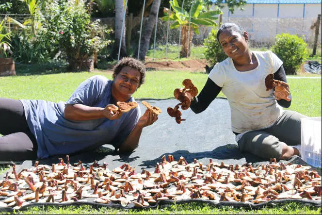 Fiji farmers joining a Juncao technical training program held by China show mushrooms they have grown. (Photo from the official website of the China International Development Cooperation Agency)