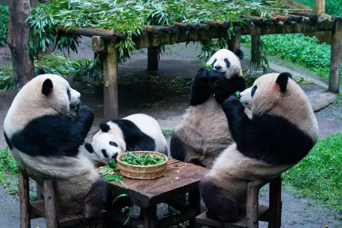 Giant pandas at the Chongqing Zoo eat bamboo-made zongzi, a traditional Chinese food, to celebrate the Dragon Boat Festival, June 22, 2023. (Photo by Li Hongbo/People's Daily Online)