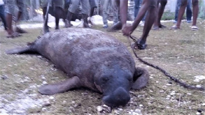 Espèces en danger : le lamantin d’Afrique sur la Liste rouge Espèces en danger : le lamantin d’Afrique sur la Liste rouge