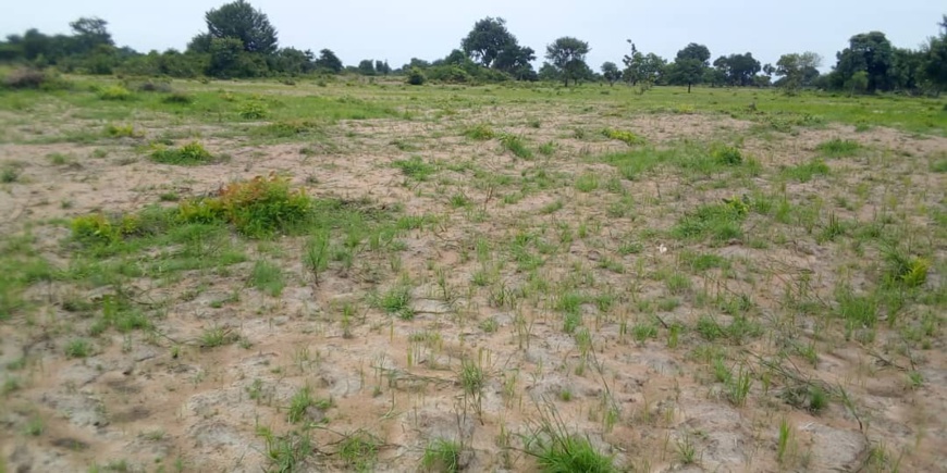 Tchad : le manque de pluie affecte les champs dans le département de la Nya Tchad : le manque de pluie affecte les champs dans le département de la Nya