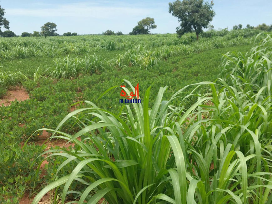 Tchad : le Sud bénéficie d'abondantes pluies mais les éléphants menacent les cultures Tchad : le Sud bénéficie d'abondantes pluies mais les éléphants menacent les cultures